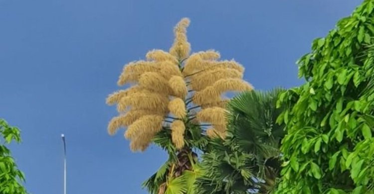 Palmeira de quatro décadas tem primeira e única floração, no Ceará; vídeo, Ceará