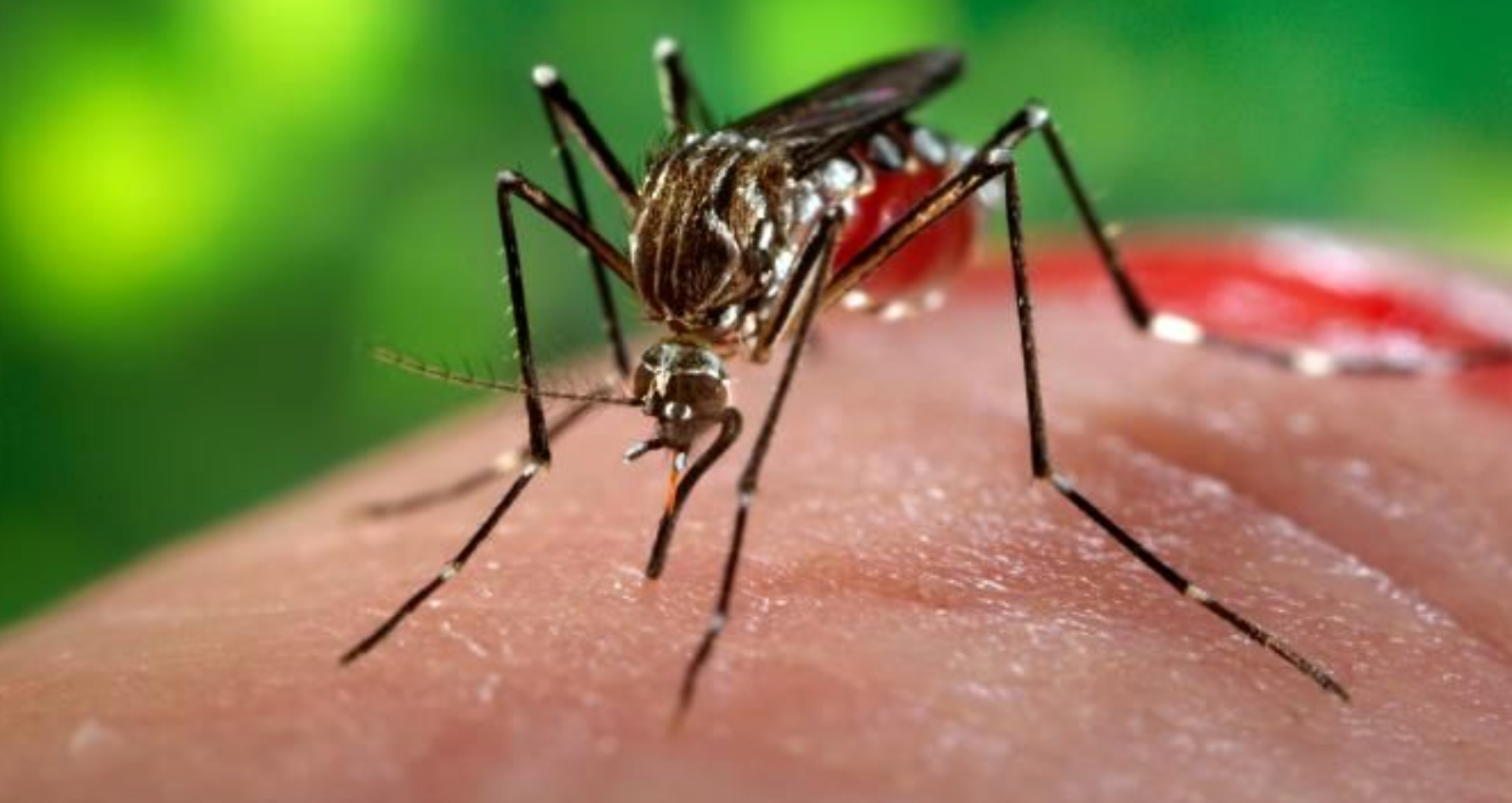 Casos de ckikungunya aumentam 722% no Ceará em menos de dois meses