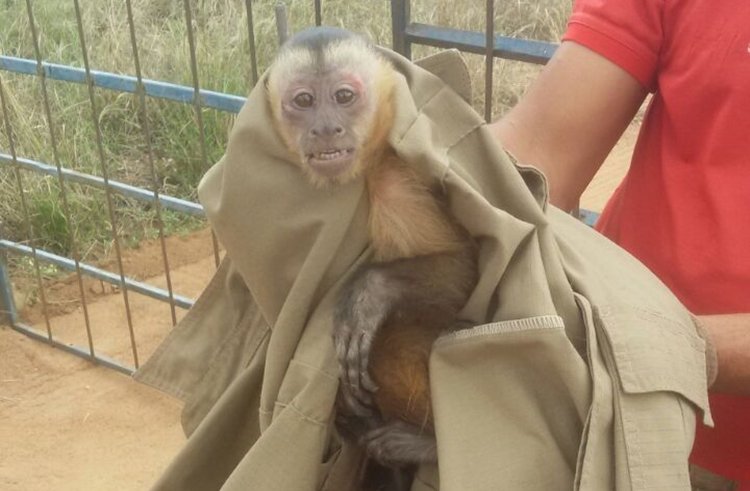 Macaco-prego é capturado pelo Corpo de Bombeiros de Quixeramobim após invadir e bagunçar residência