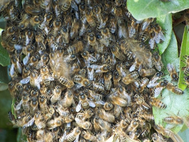 Morre agricultor que foi atacado por abelhas na zona rural de Quixeramobim