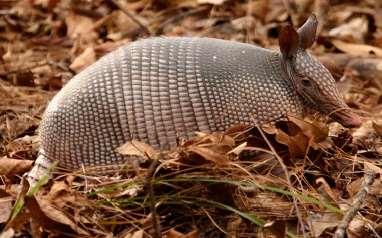 Caçadores de tatus morrem após contraírem doença rara em Independência