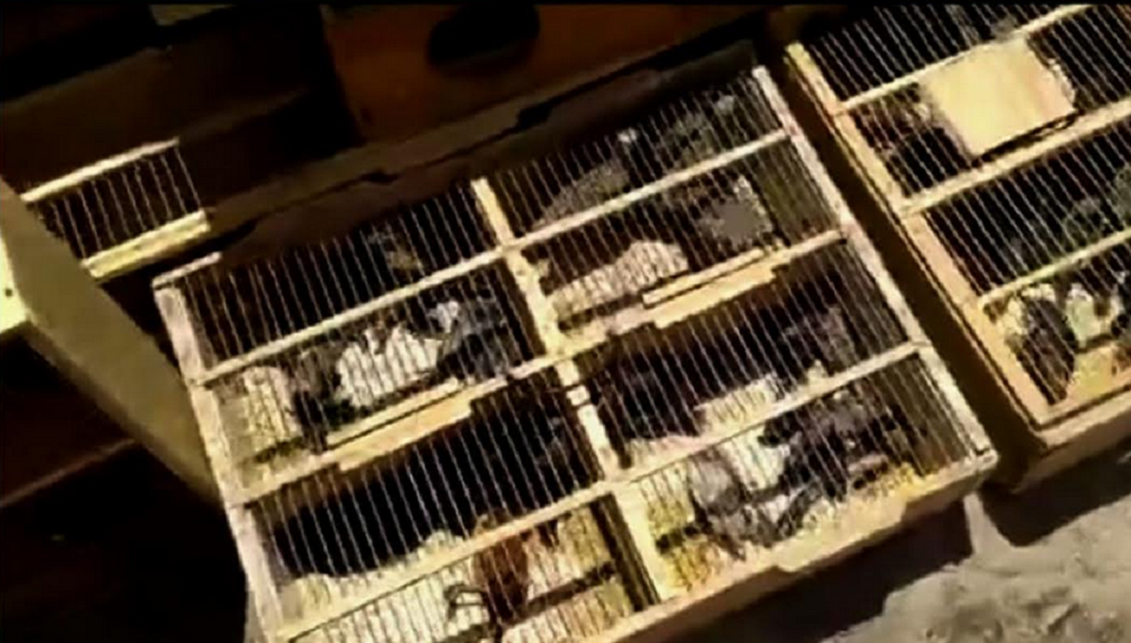 Pacajus: Polícia prende trio que tentava vender aves em feira livre