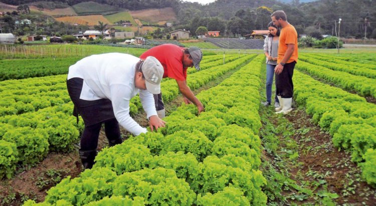 Programa de renegociação de dívidas rurais é publicado no Diário Oficial da União