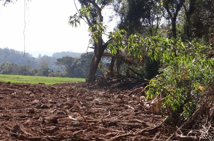 Agricultores pobres poderão ser anistiados por infrações ambientais leves