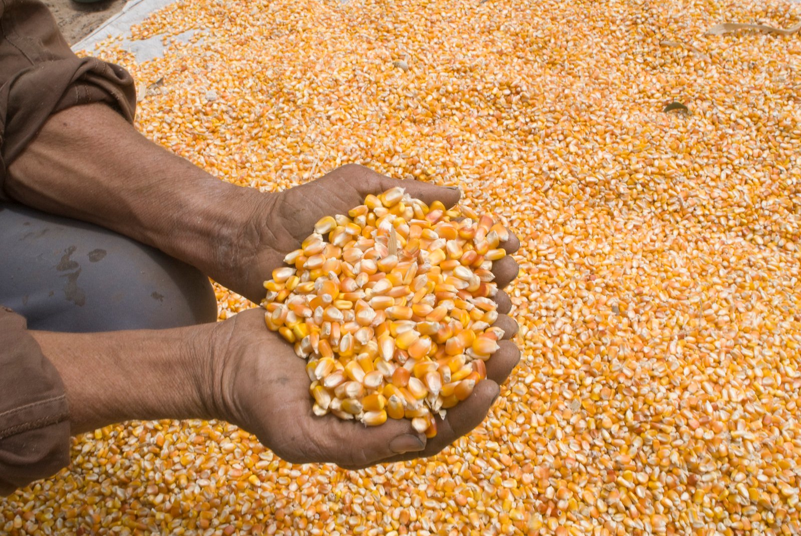 Safra de grãos no Ceará deve crescer perto de 30% em 2018