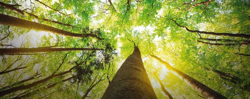 Medida que cria fundo de compensação ambiental tranca pauta do Senado