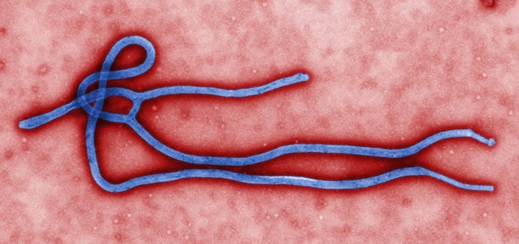 Mundo: Congo declara novo surto de ebola