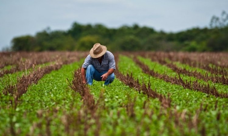 Governo Federal estuda reduzir taxa de juros do crédito para o plano safra
