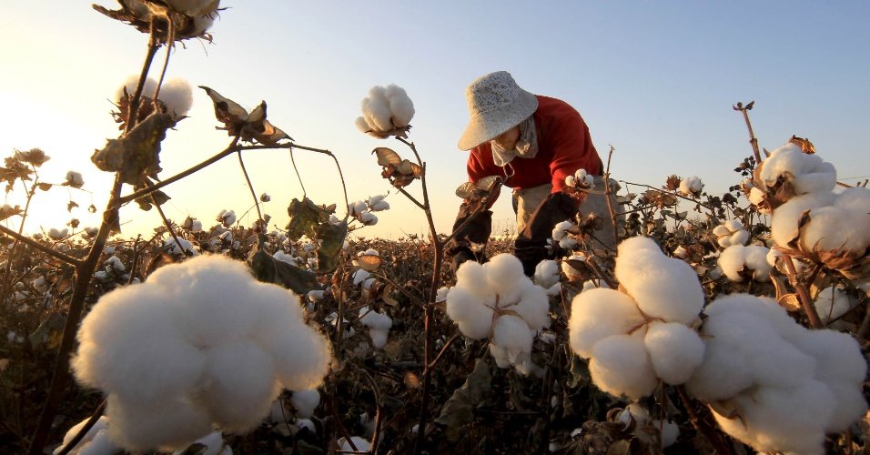 Quixeramobim sediará encontro para tratar sobre modernização e revitalização na produção de algodão