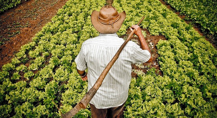 Medida provisória estende prazo de adesão ao Refis do Funrural para 30 de outubro