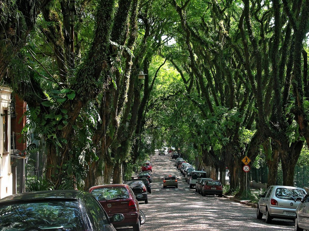 Multas por infração ambiental podem ser destinadas à arborização urbana