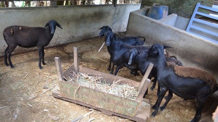 Moradores da zona rural de Madalena se dizem assustados com constantes furtos de ovelhas