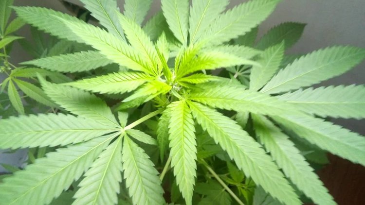 maconha
