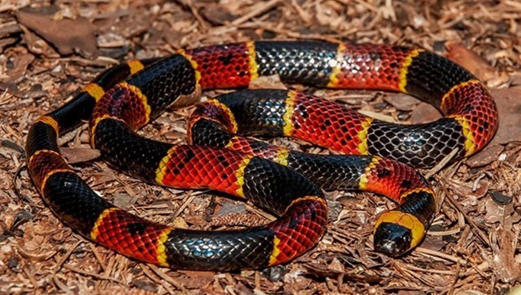 Cobra-Coral-Verdadeira