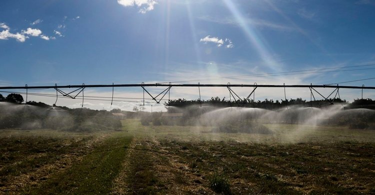 Plantação de Café