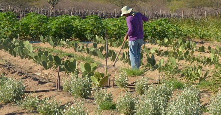produtor_rural_no_semiarido