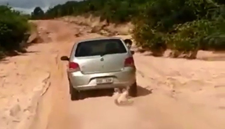 Cachorro