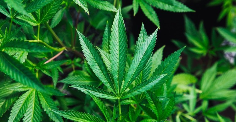 cannabis-sativa-eu-atleta