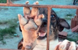 Abrigo “Amor de Patas” corre risco de fechar as portas por falta de doações