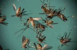 Crescimento da dengue está relacionado com desmatamento e crise climática, diz estudo da Fiocruz