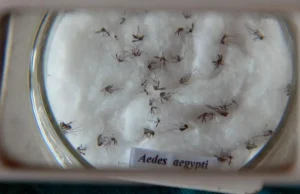 Brasil registrou média de 19,7 mil casos de dengue por dia entre 1º de janeiro e 8 de março