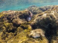 Branqueamento de corais avança no Nordeste, mostra pesquisa