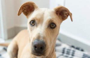 Centec e Secretaria de Proteção Animal iniciam credenciamento de clínicas veterinárias