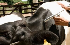 Ceará caminha para se tornar livre de febre aftosa sem vacinação