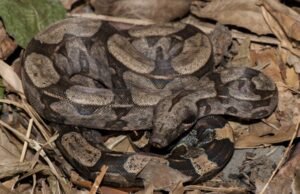 Nova espécie de jiboia é descoberta por pesquisadores