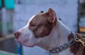 Ataque de pitbulls: a questão é educar humanos, defende especialista