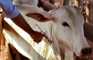 Prossegue vacinação contra a febre aftosa no Ceará; produtores devem ficar atentos ao prazo