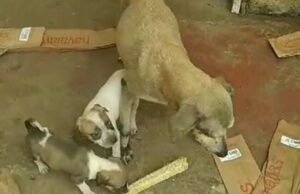 Desnutridos, sem água e comida: Mulher é presa no Ceará por maus-tratos contra 15 animais domésticos