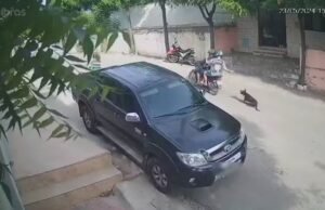 Homem suspeito de arrastar cachorro em moto é preso em flagrante em Canindé