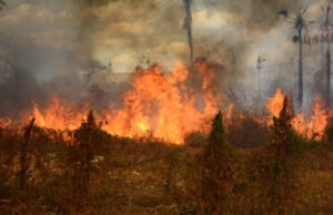 Ceará registra aumento de incêndios em vegetações em 2024