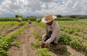 Aprovado programa de recuperação de crédito para pequenos agricultores