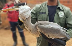 Maior espécie de garça do Brasil é resgatada em Viçosa do Ceará