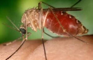 Ceará chega a 122 casos de febre oropouche, informa Sesa