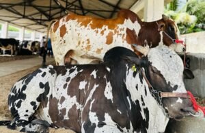 33ª Expocentral, em Senador Pompeu, acontece até domingo, 21