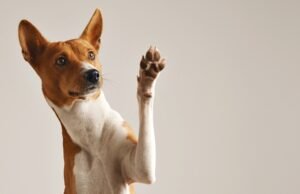 Mercado pet possui 63 milhões de consumidores em potencial nas classes C, D e E