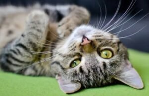 Projeto torna obrigatória vacinação de animais domésticos contra doenças transmissíveis a humanos