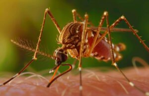 Ceará confirma 96 casos de febre oropouche em cinco municípios