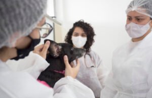 Pet Ceará Móvel chega aos bairros Messejana e Jacarecanga nesta semana