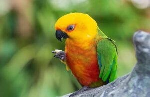 Larissa Gaspar propõe reconhecimento da jandaia-verdadeira como Patrimônio Natural do Ceará