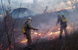 Focos de incêndio em vegetação no Ceará aumentam e número é o maior desde 2018