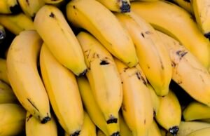 Nova cepa de fungo ameaça extinguir bananas em todo o mundo