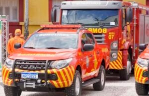 Ataque de abelhas deixa quatro cachorros mortos e um idoso ferido em Fortaleza