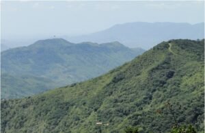 Operação contra o desmatamento da Mata Atlântica começa no Ceará e em mais 16 estados