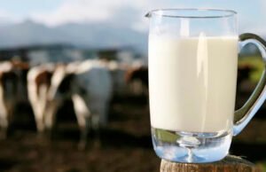 Morada Nova se destaca como segunda maior produtora de leite do Nordeste em 2023