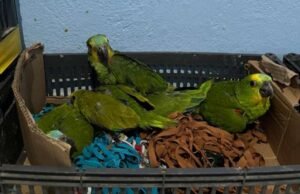 Homem é preso por manter 177 aves silvestres em cativeiro em Fortaleza