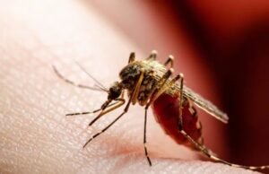 Brasil elimina elefantíase como problema de saúde pública